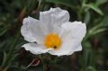 Cistus laurifolius
